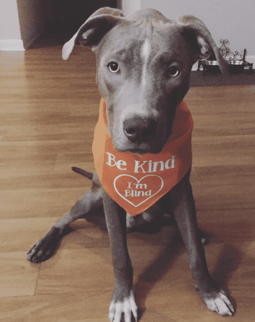 dog wearing collar