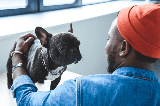 French bulldog facing the camera, looking to the side while his owner pets him.