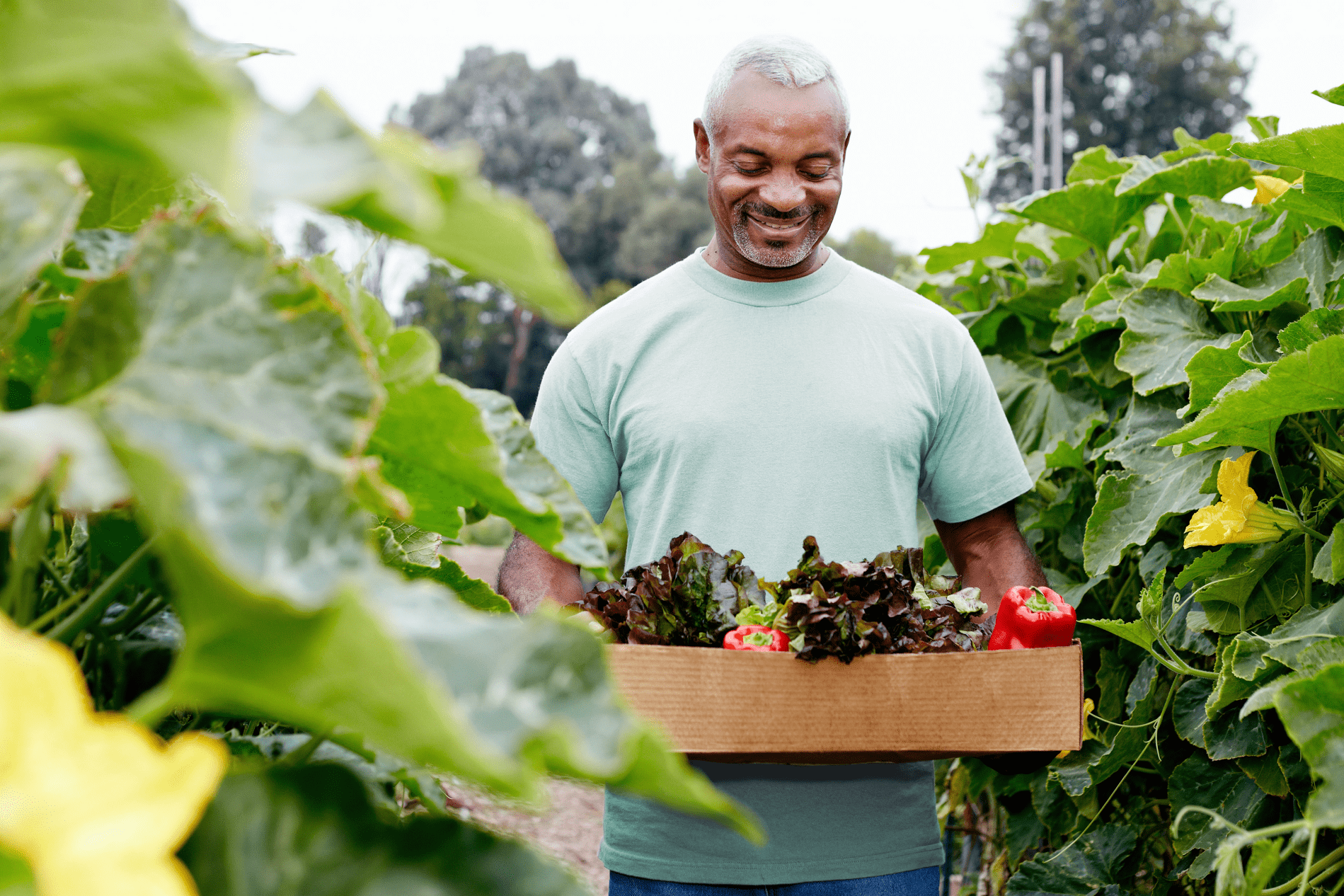 c11n fixed aspect ratio spacer (15) Man in a garden holding a bin of vegetables.